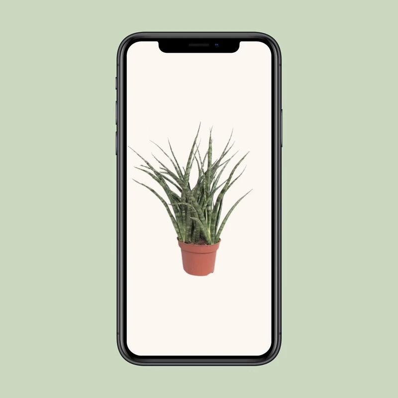 Sansevieria Fernwood Punk – moderne Zimmerpflanze