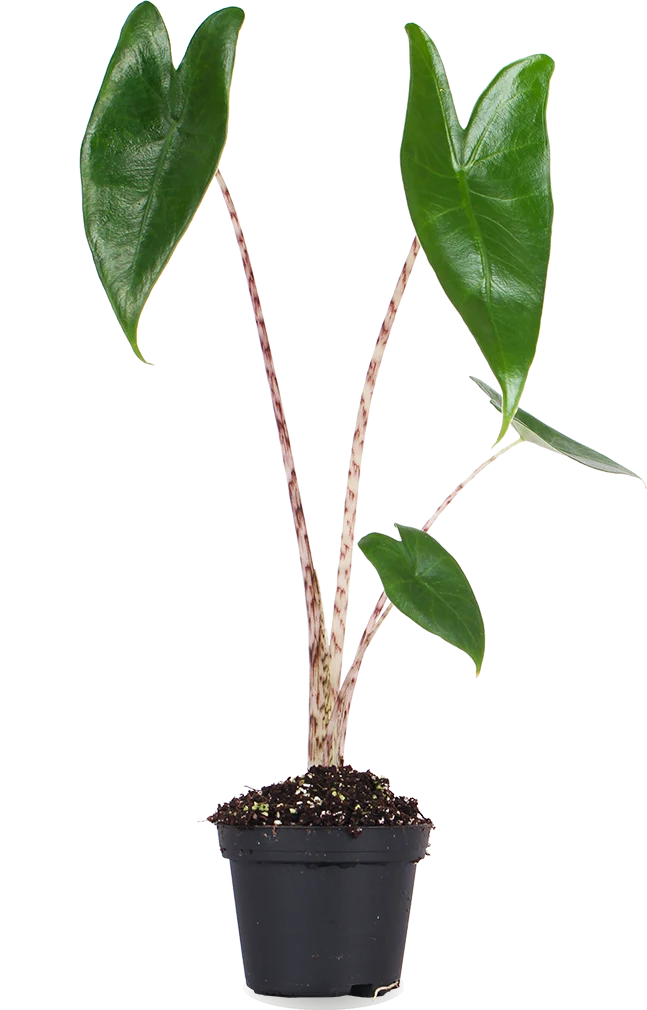 Alocasia zebrina (Elefantenohr) (XS)