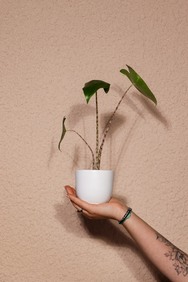 Alocasia zebrina (Elefantenohr) (XS)