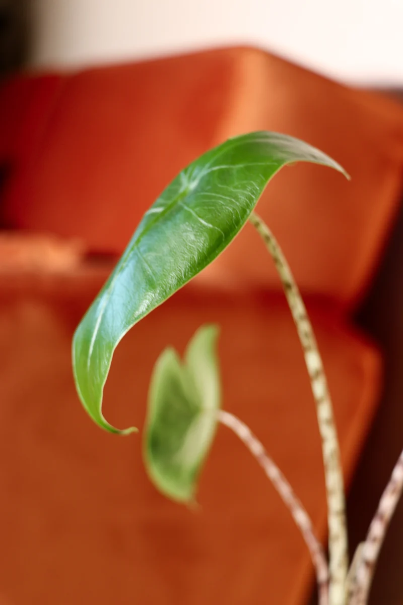 Alocasia zebrina (Elefantenohr) (XS)