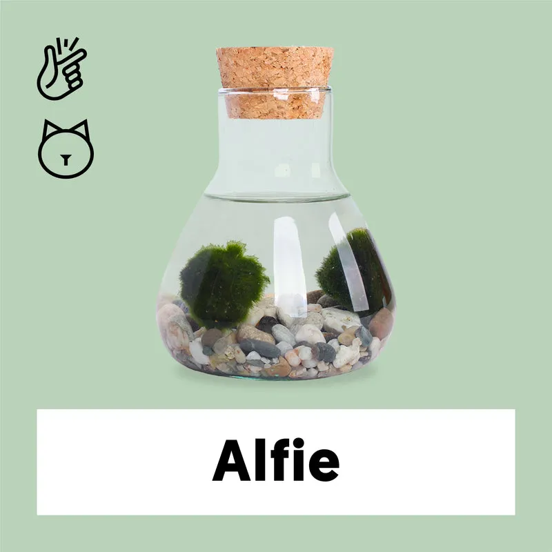 Aegagropila linnaei (Marimo Mooskugel Aquarium) (S)