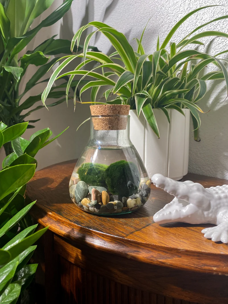 Aegagropila linnaei (Marimo Mooskugel Aquarium) (S)