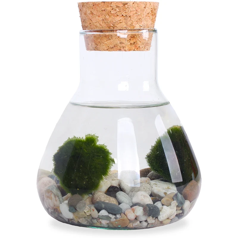 Aegagropila linnaei (Marimo Mooskugel Aquarium) (S)