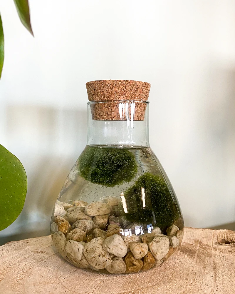 Aegagropila linnaei (Marimo Mooskugel Aquarium) (S)
