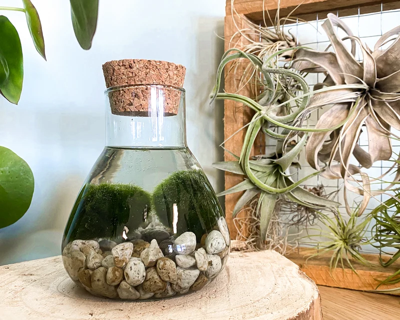 Aegagropila linnaei (Marimo Mooskugel Aquarium) (S)