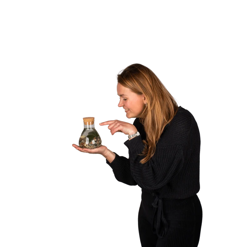 Aegagropila linnaei (Marimo Mooskugel Aquarium) (S)