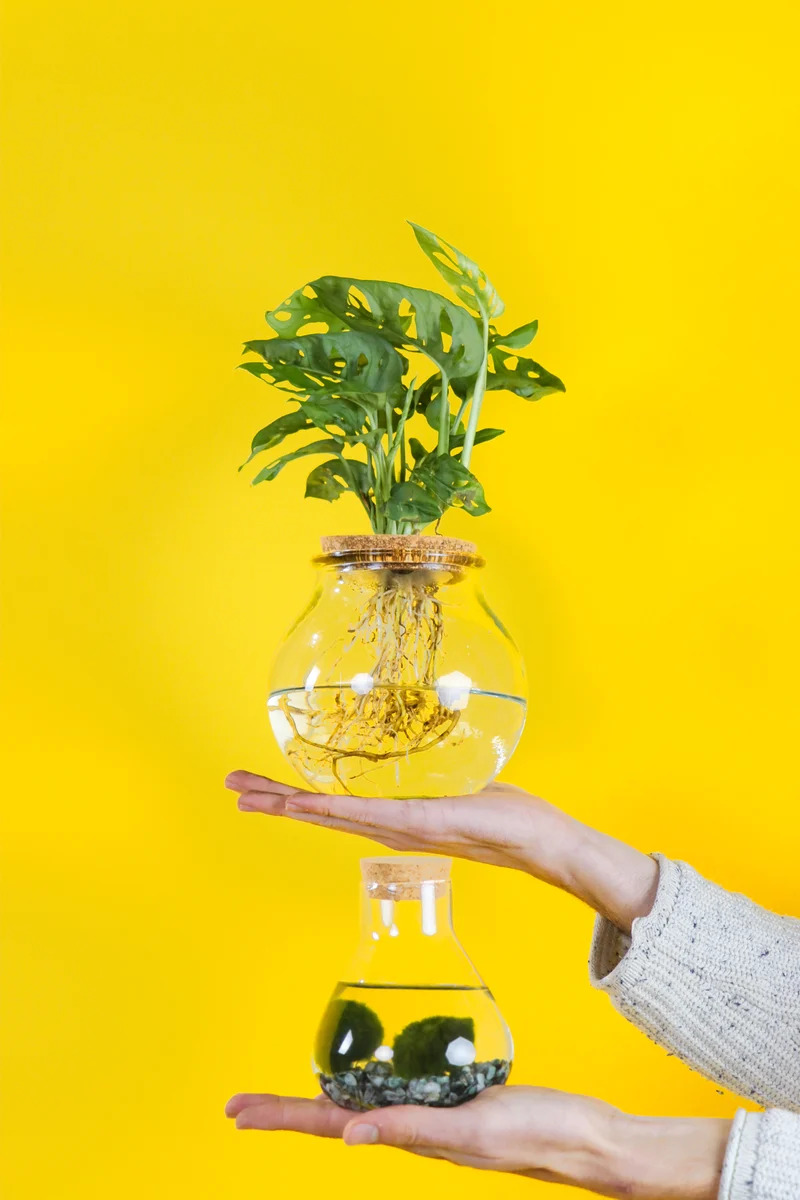 Aegagropila linnaei (Marimo Mooskugel Aquarium) (S)