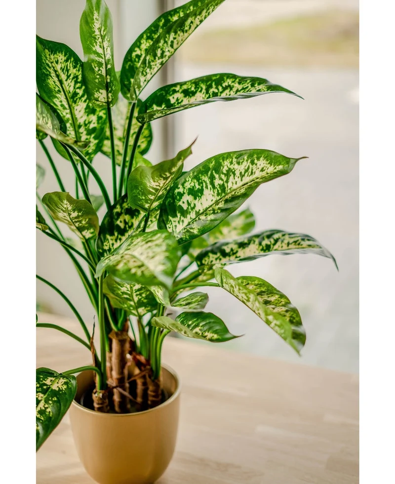 Kunstplant Dieffenbachia UV 75 cm