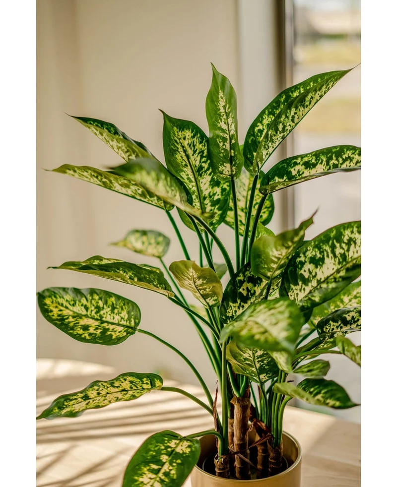 Kunstplant Dieffenbachia UV 75 cm