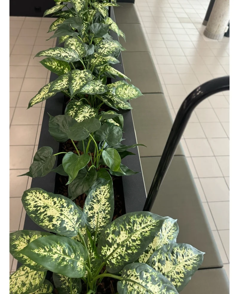 Kunstplant Dieffenbachia UV 75 cm