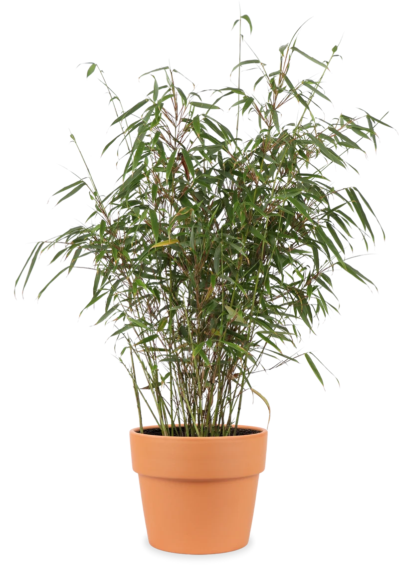 Fargesia rufa (Bambus) (M)