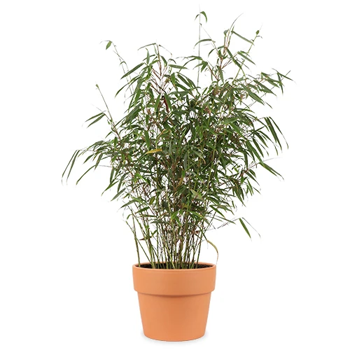 Fargesia rufa (Bambus) (M)