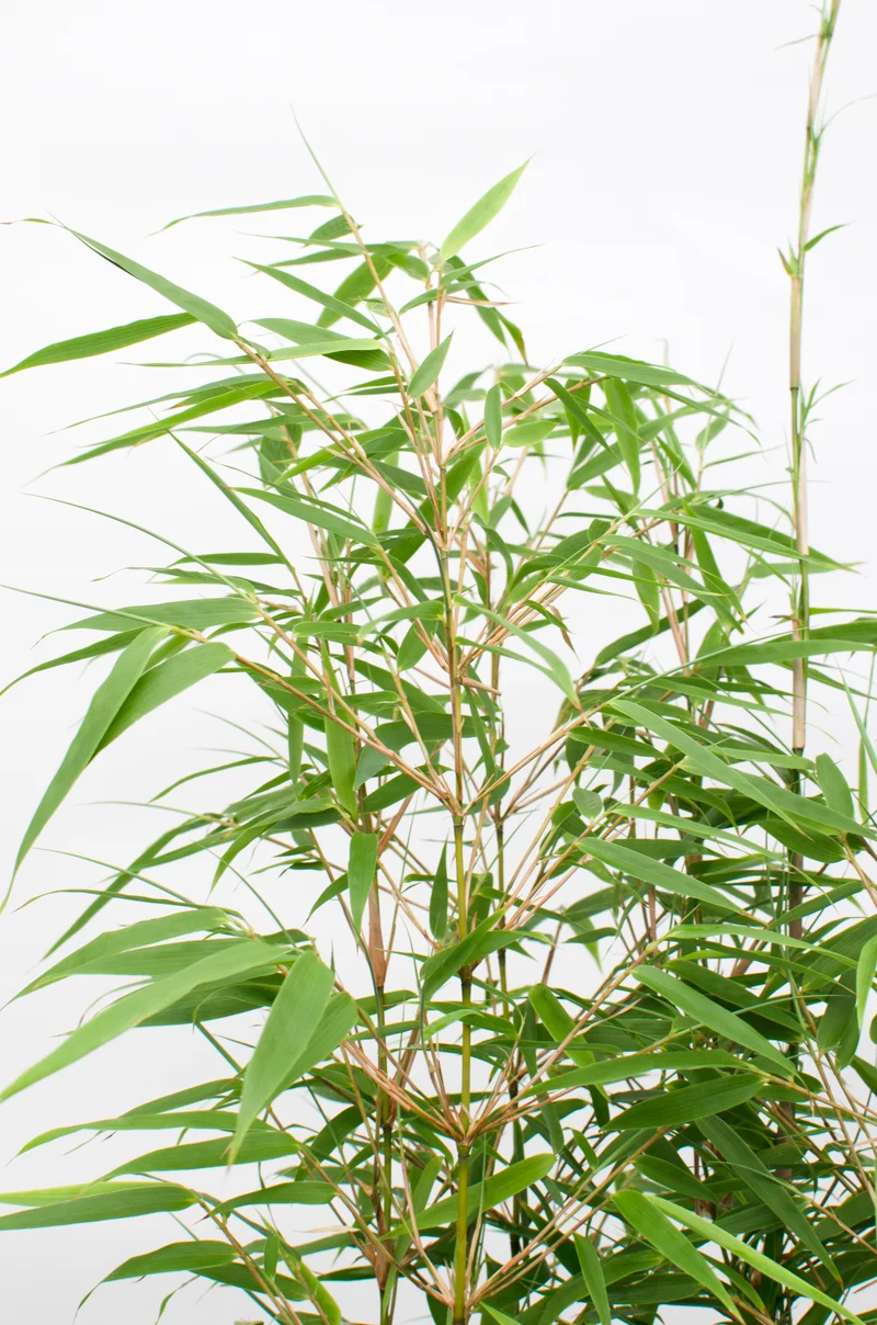 Fargesia rufa (Bambus) (M)