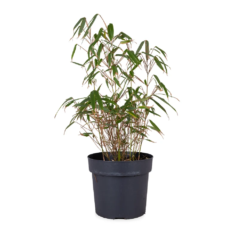 Fargesia rufa (Bambus) (M)