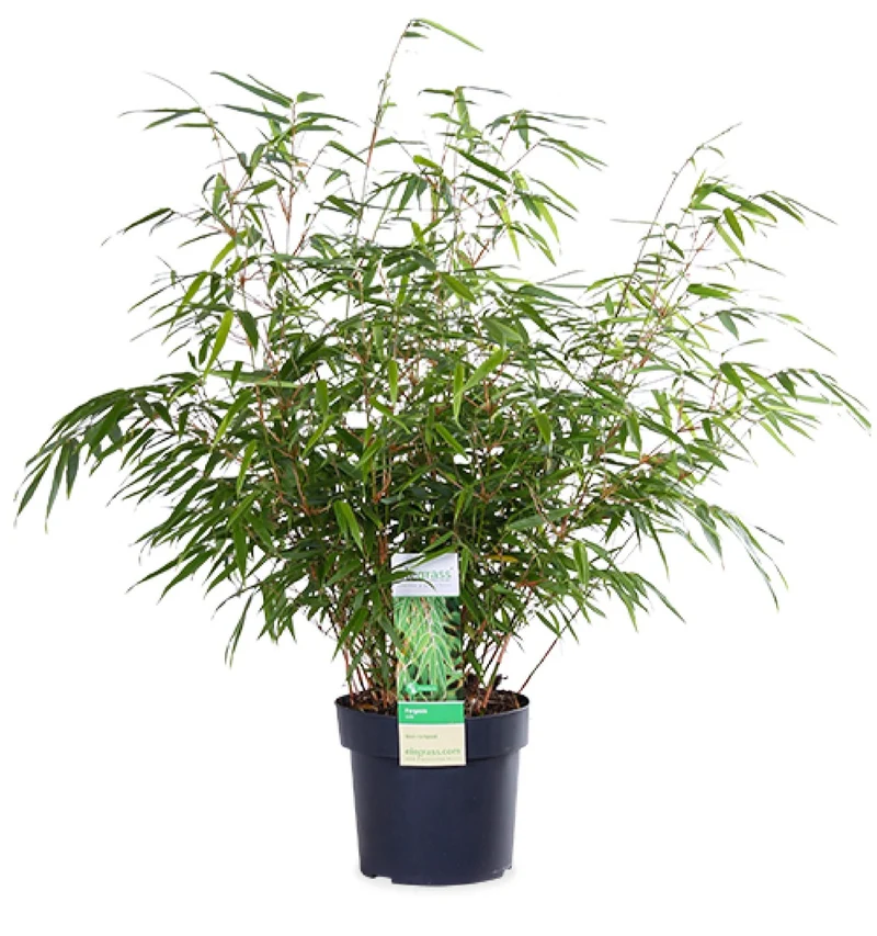 Fargesia rufa (Bambus) (M)