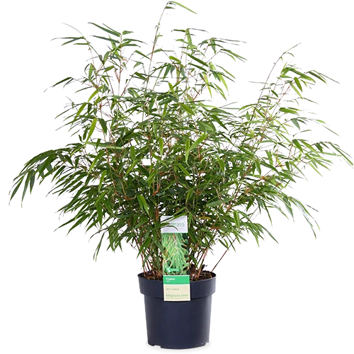 Fargesia rufa (Bambus) (M)