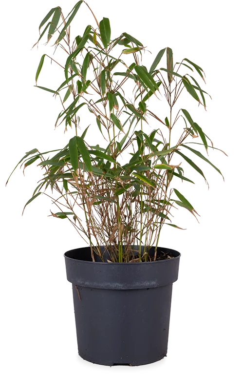 Fargesia rufa (Bambus) (M)