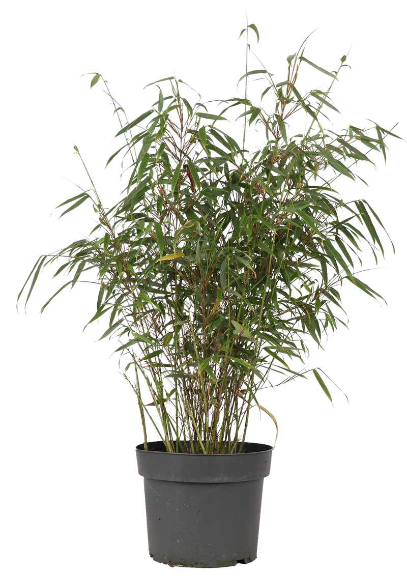 Fargesia rufa (Bambus) (M)