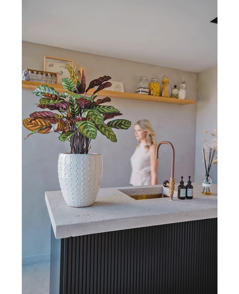 Kunstplant Calathea Makoyana UV 75 cm rood