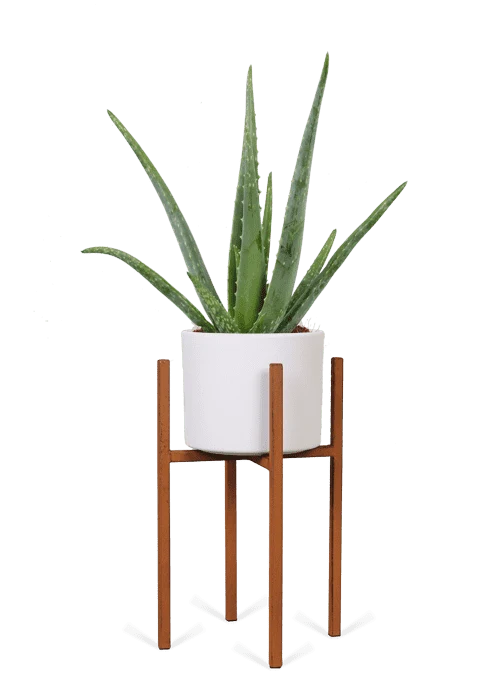 Aloë vera (S) (45cm)