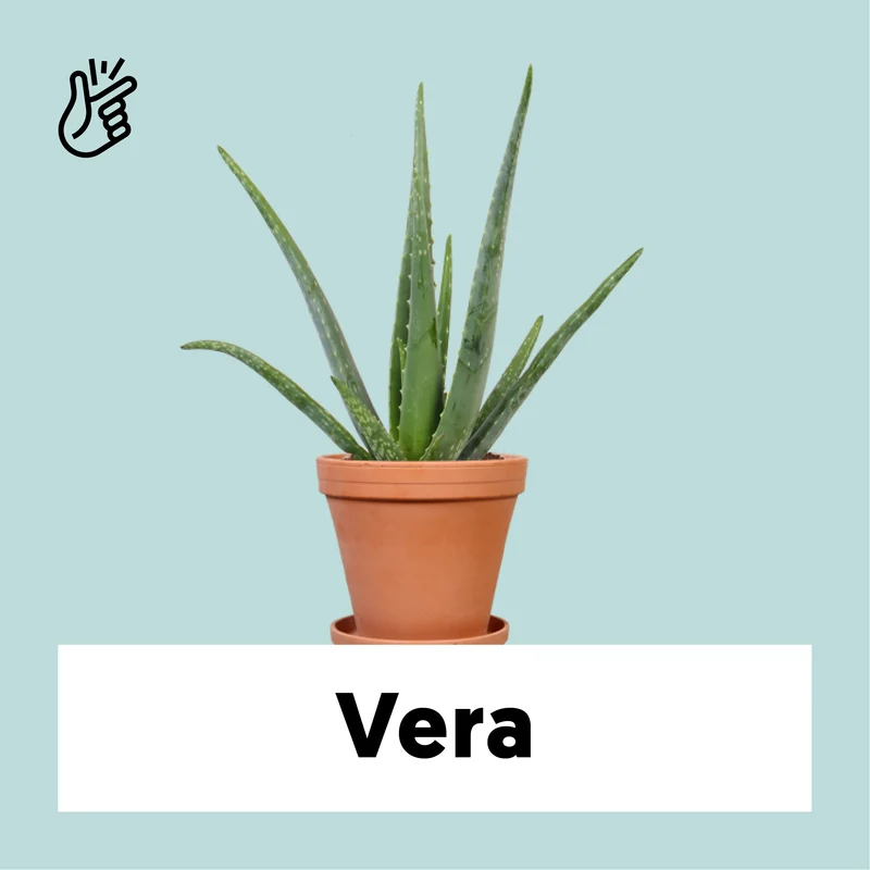 Aloë vera (S) (45cm)