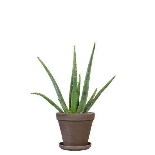 Aloë vera (S) (45cm)