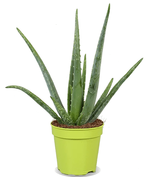 Aloë vera (S) (45cm)