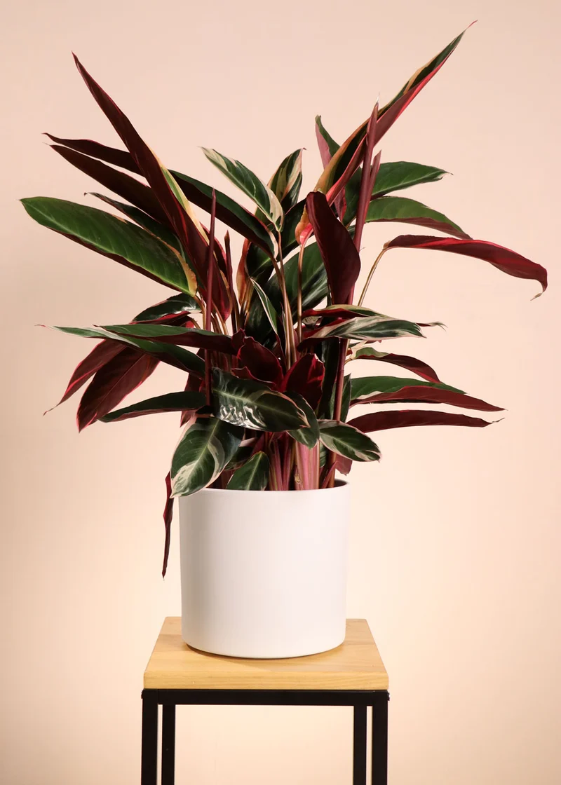 Calathea triostar (Korbmarante) (M)
