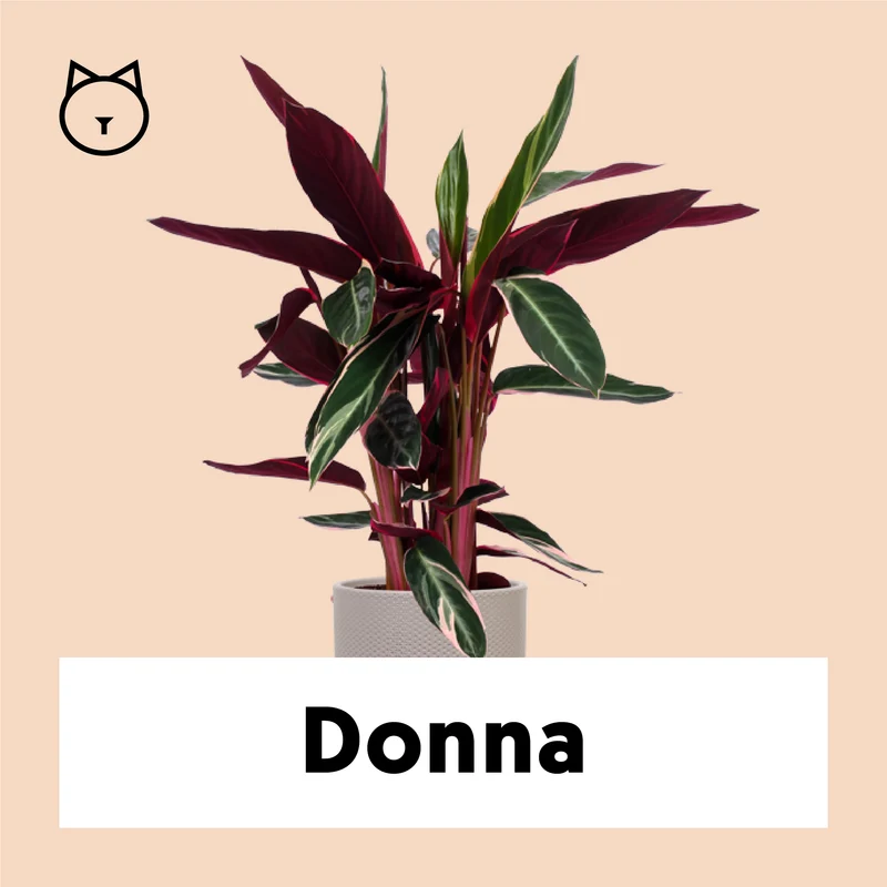 Calathea triostar (Korbmarante) (M)