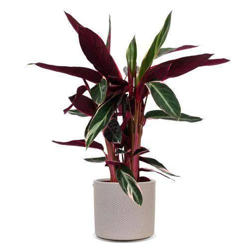 Calathea triostar (Korbmarante) (M)