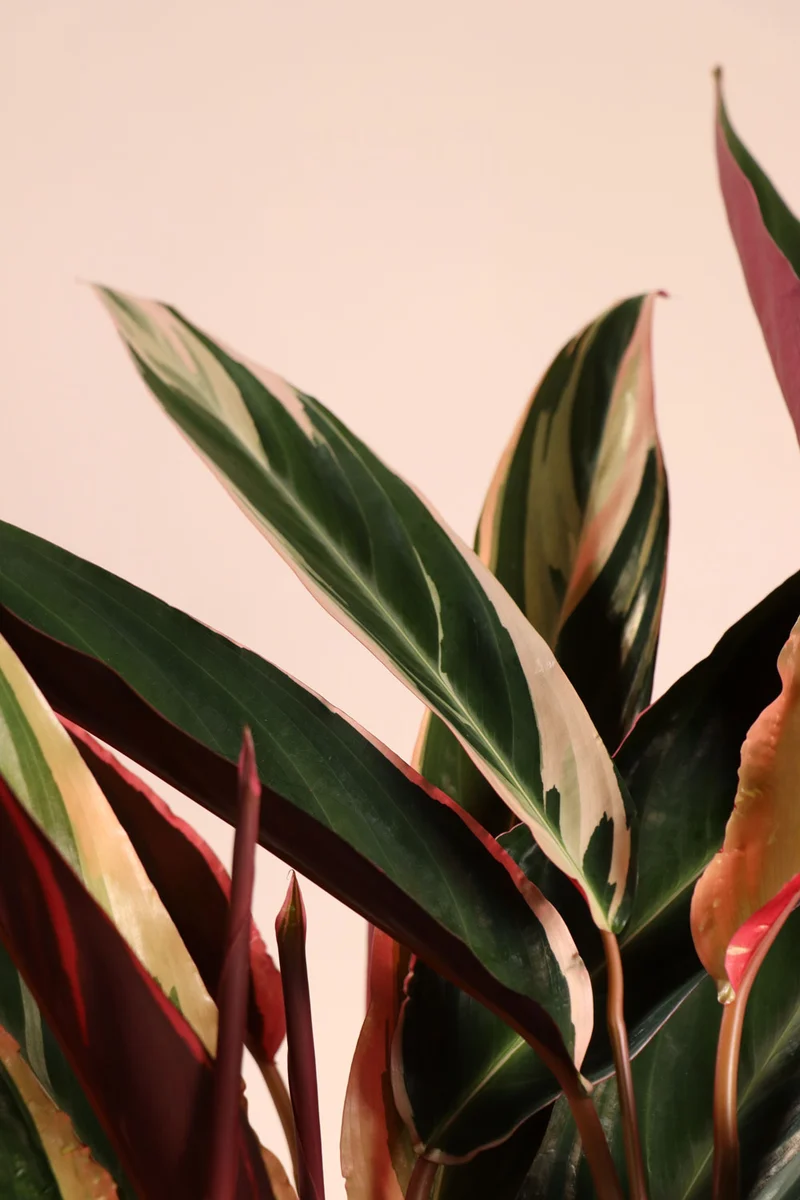 Calathea triostar (Korbmarante) (M)
