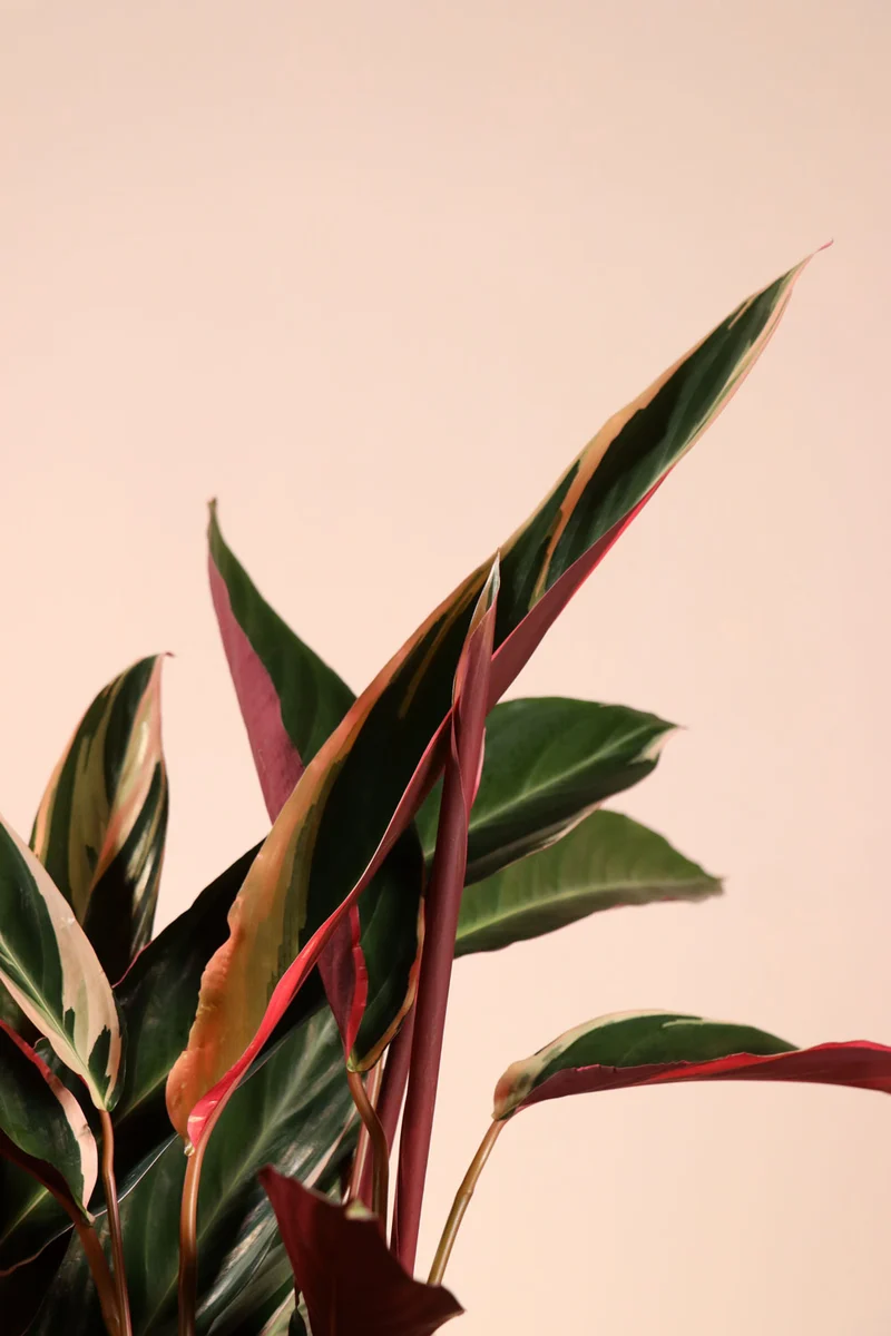 Calathea triostar (Korbmarante) (M)