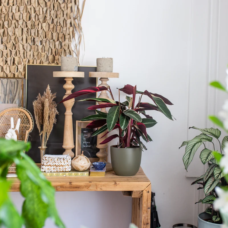 Calathea triostar (Korbmarante) (M)