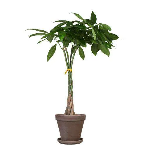 Pachira aquatica (Glückskastanie) (L)