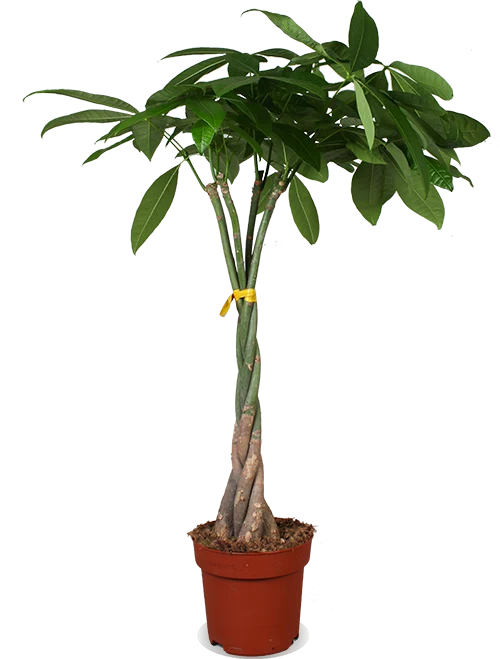 Pachira aquatica (Glückskastanie) (L)