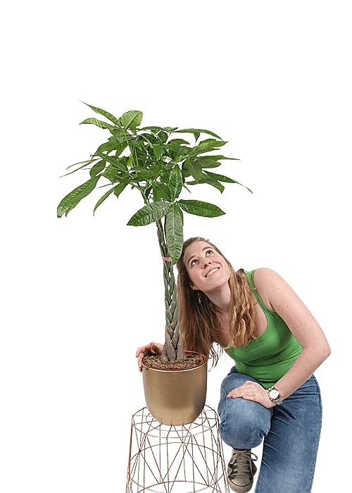 Pachira aquatica (Glückskastanie) (L)