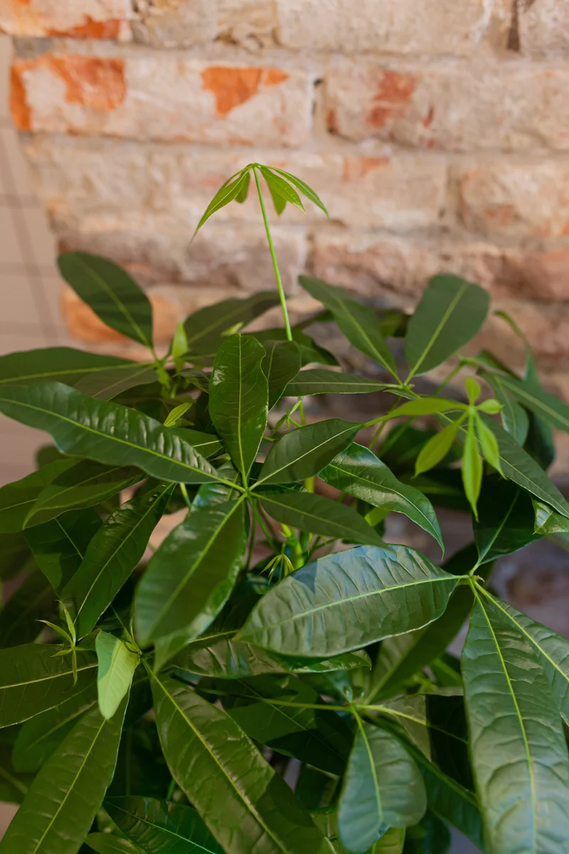 Pachira aquatica (Glückskastanie) (L)