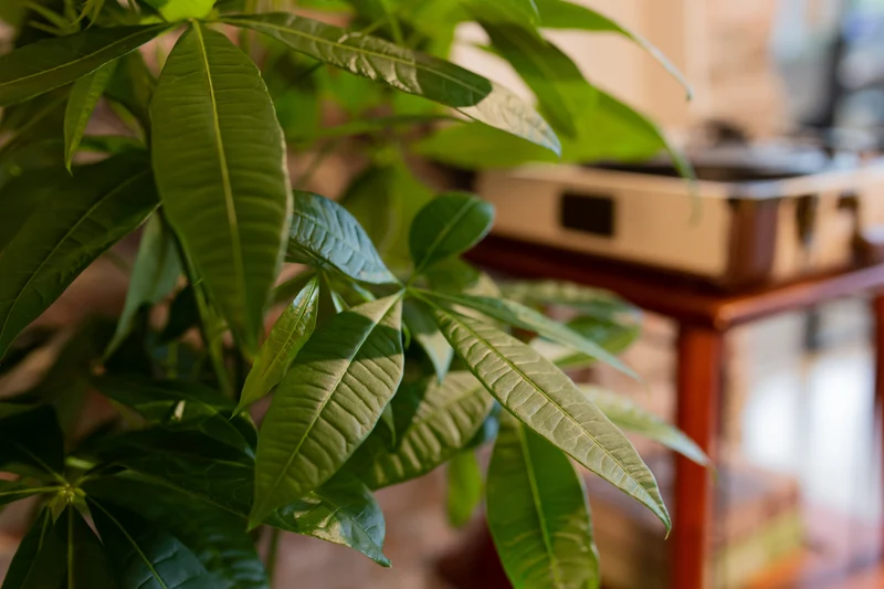 Pachira aquatica (Glückskastanie) (L)