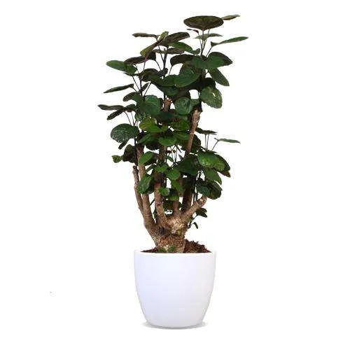 Polyscias fabian (Fiederaralie) (M)