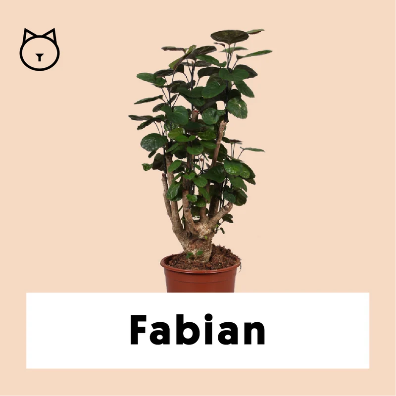 Polyscias fabian (Fiederaralie) (M)
