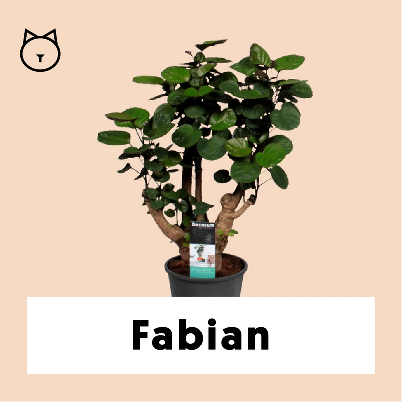 Polyscias fabian (Fiederaralie) (M)