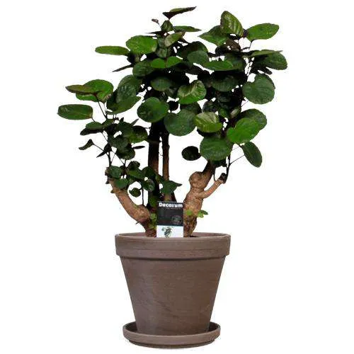 Polyscias fabian (Fiederaralie) (M)