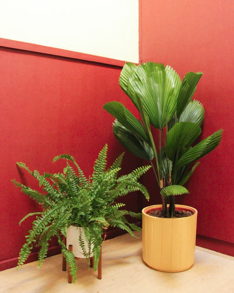 Licuala grandis (Strahlenpalme) (M)