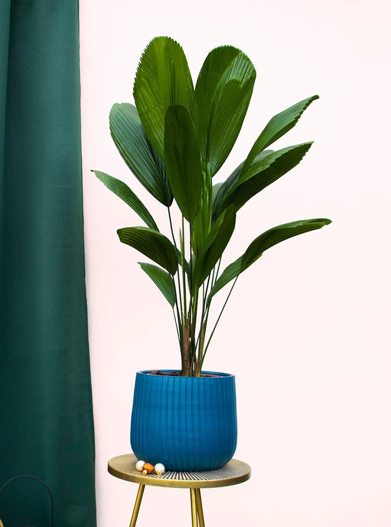 Licuala grandis (Strahlenpalme) (M)