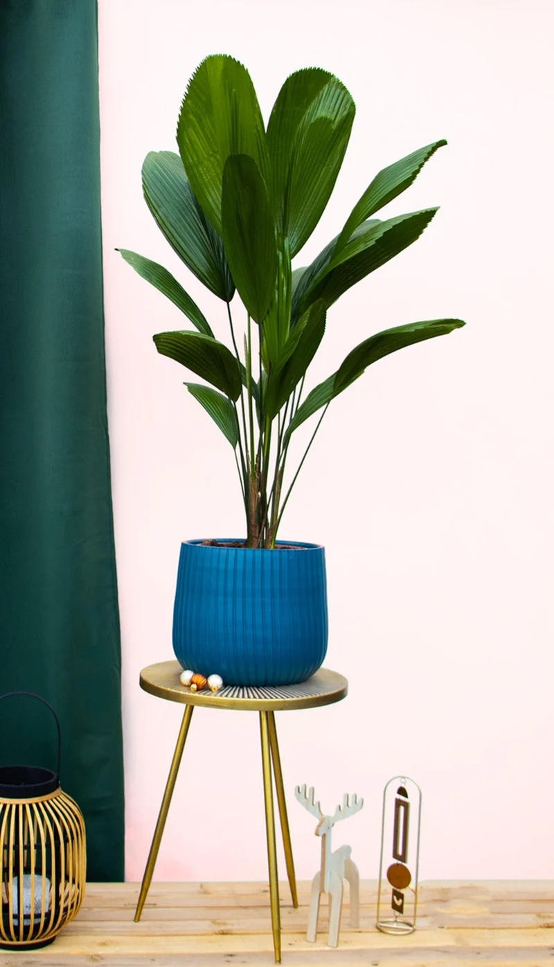 Licuala grandis (Strahlenpalme) (M)