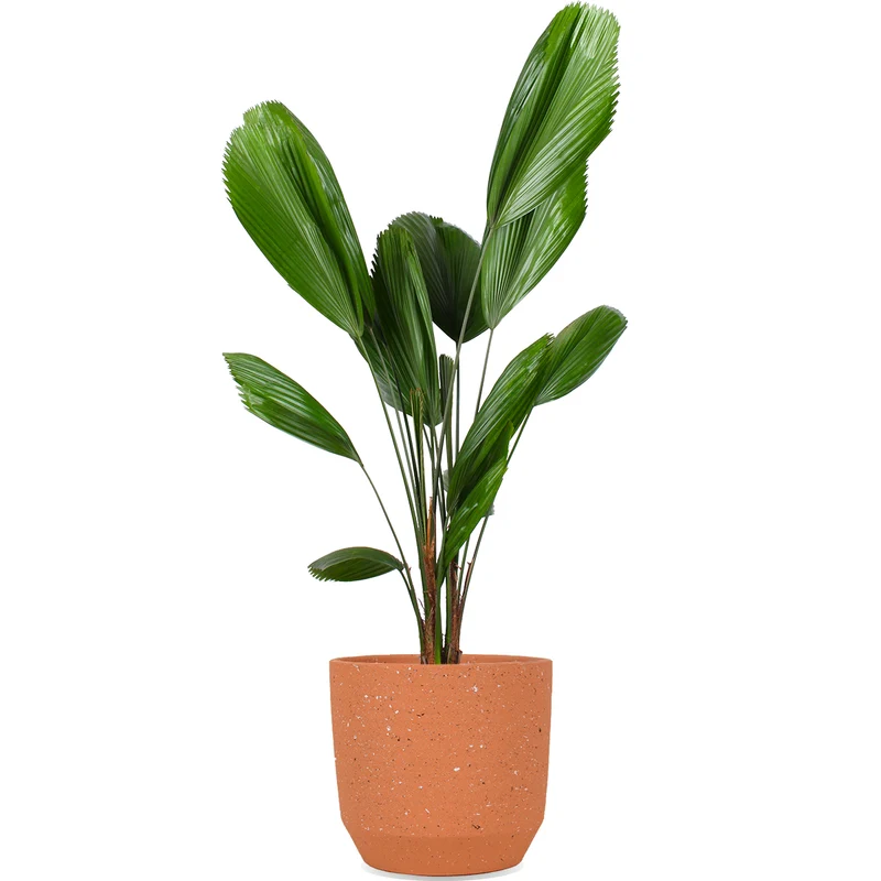 Licuala grandis (Strahlenpalme) (M)