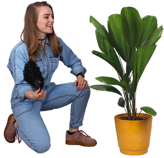 Licuala grandis (Strahlenpalme) (M)