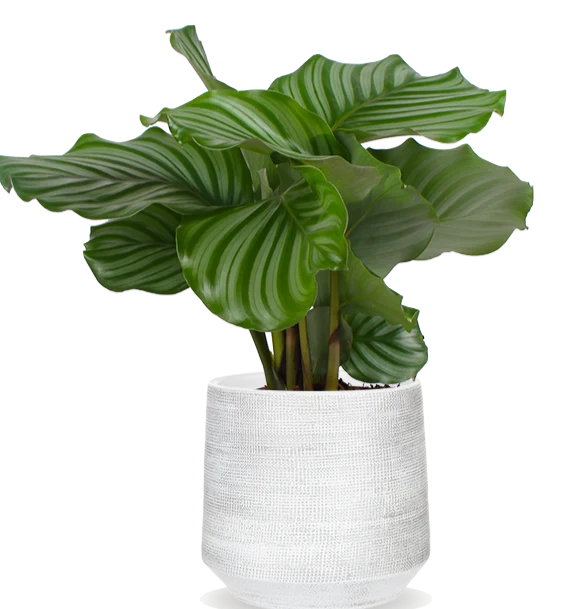 Calathea orbifolia (Korbmarante) (S)
