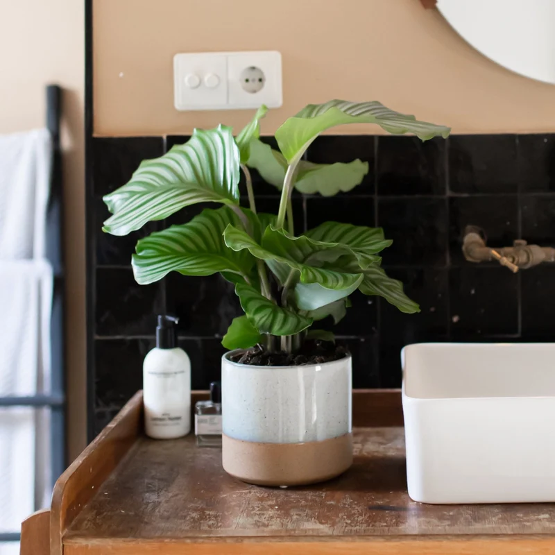 Calathea orbifolia (Korbmarante) (S)
