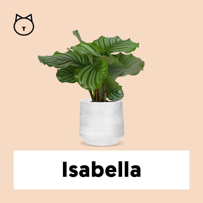 Calathea orbifolia (Korbmarante) (S)